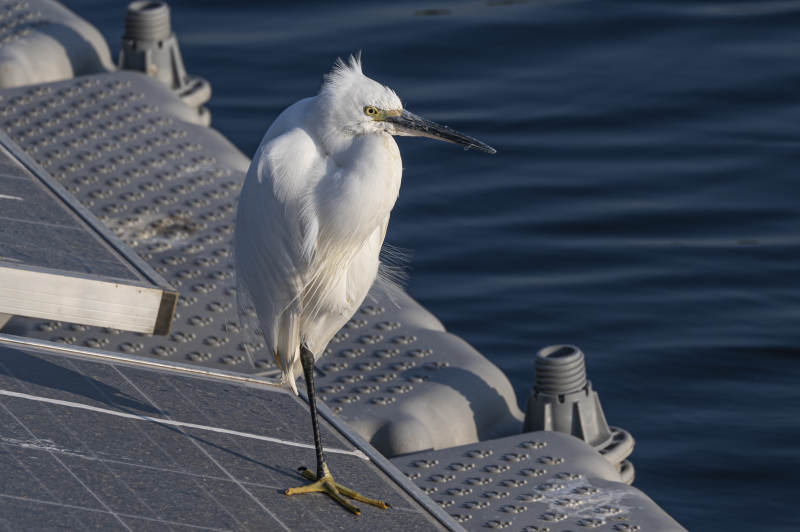 白鹭栖息太阳能板图片