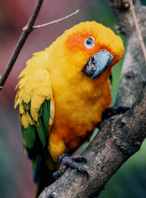 金色彩羽鹦鹉图片