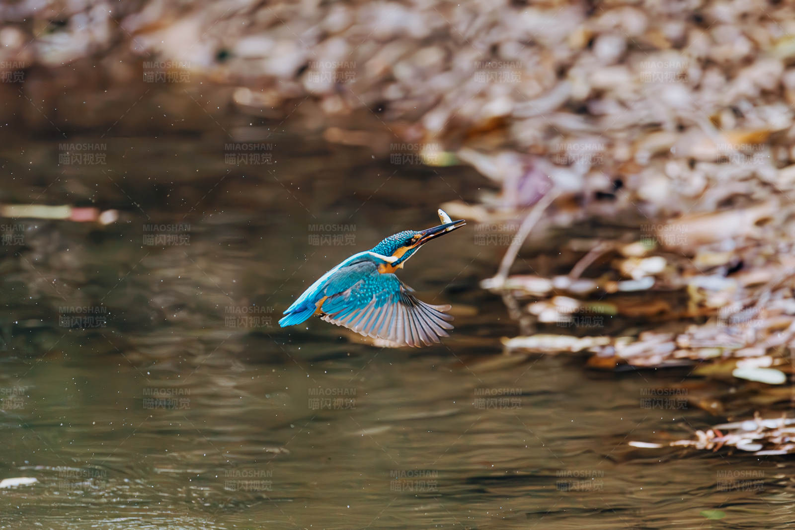翠鸟捕食瞬间图片