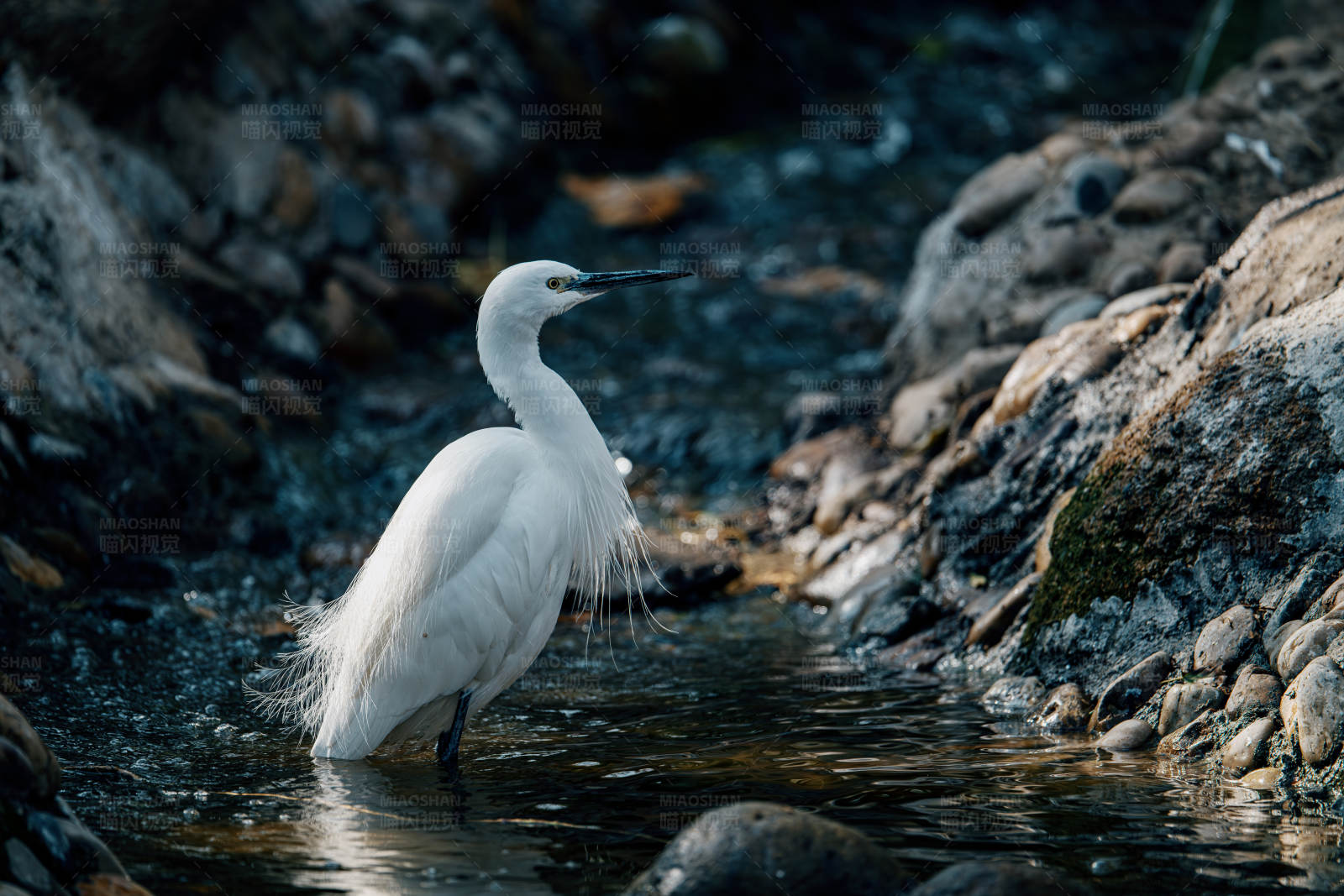 白鹭栖息于溪流之间图片