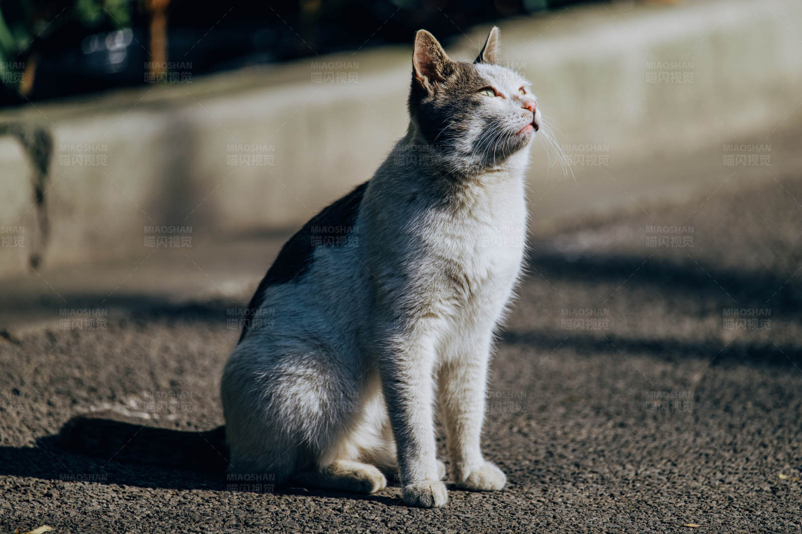 沐浴阳光的猫咪图片