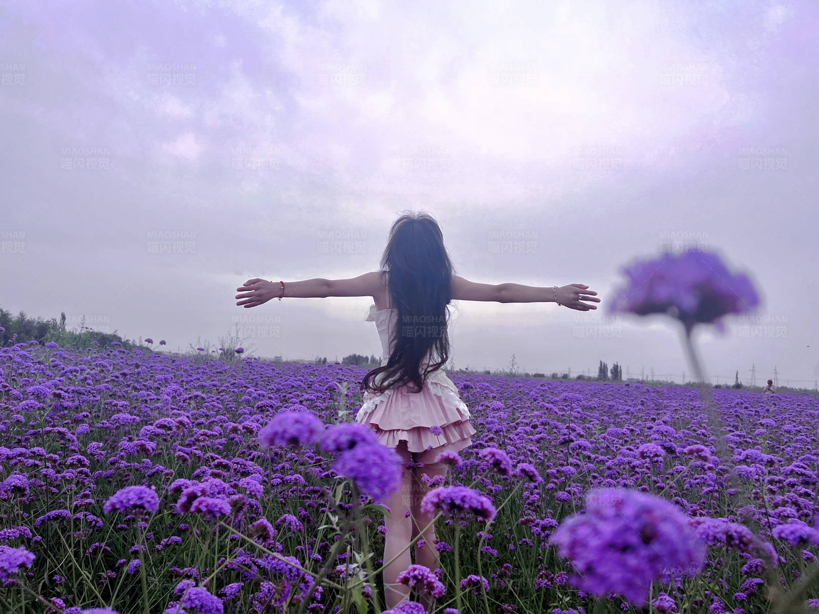 紫色花海中的自由图片