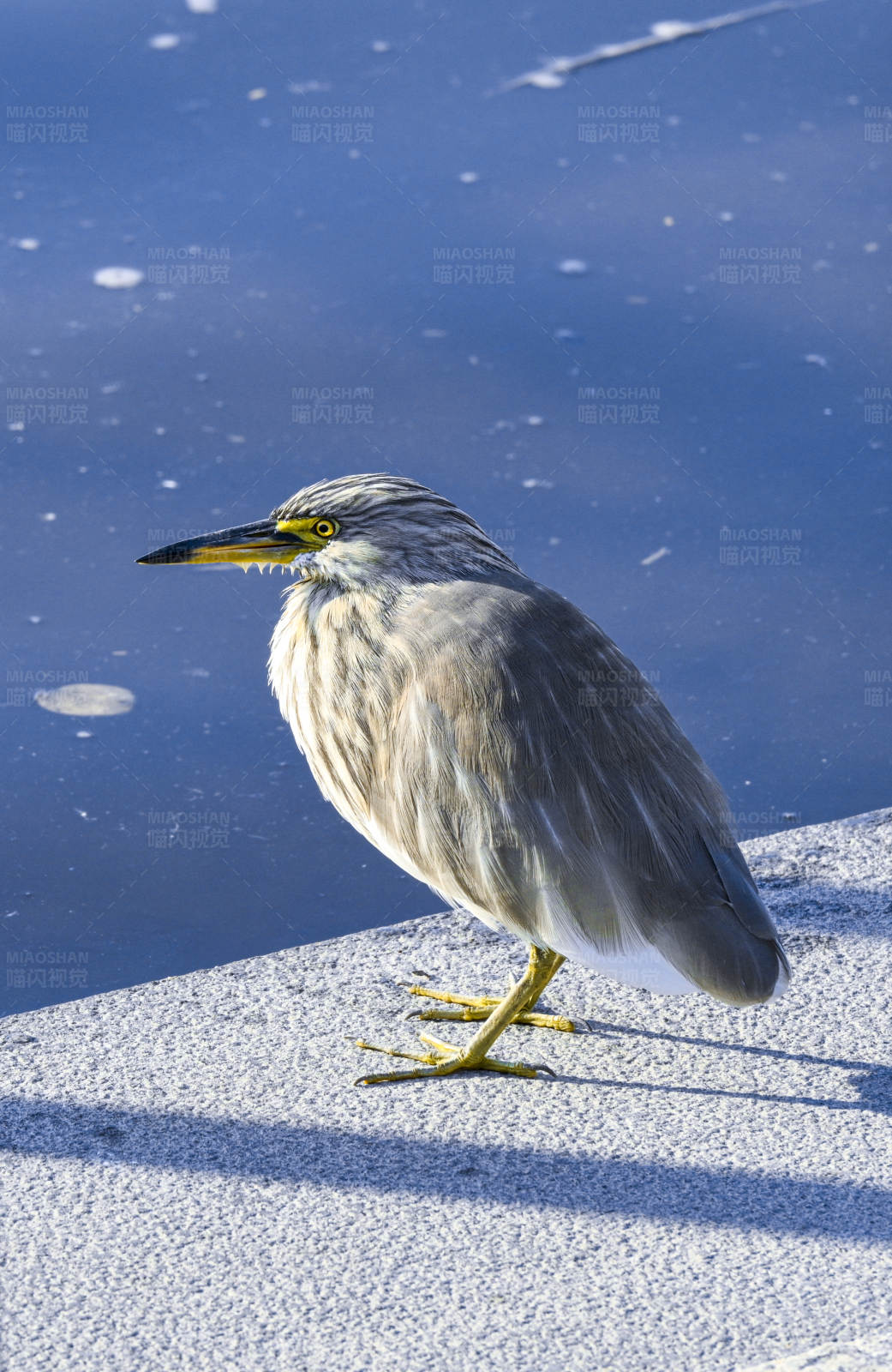 湖畔的孤独鸟儿图片