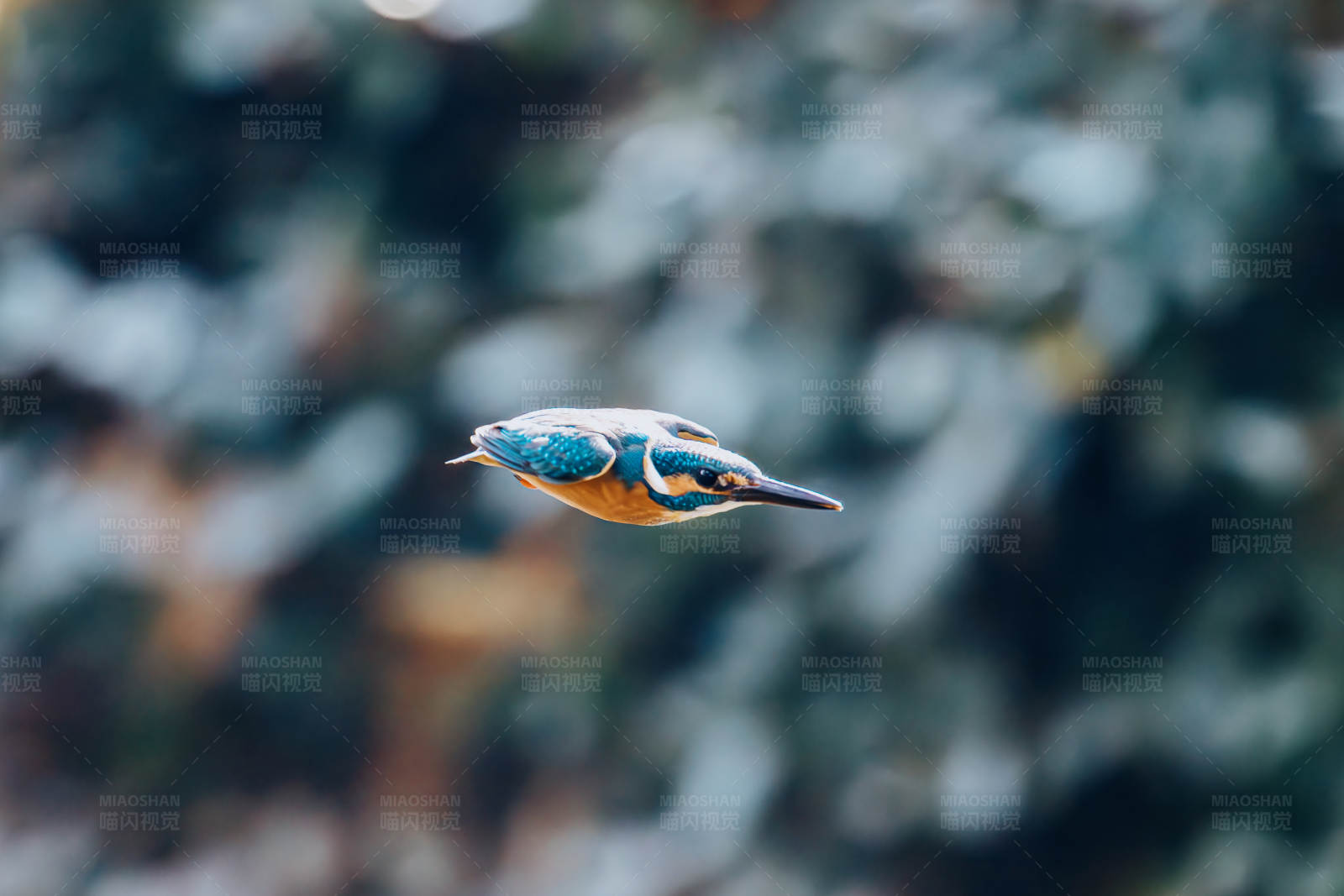 飞翔的翠鸟图片