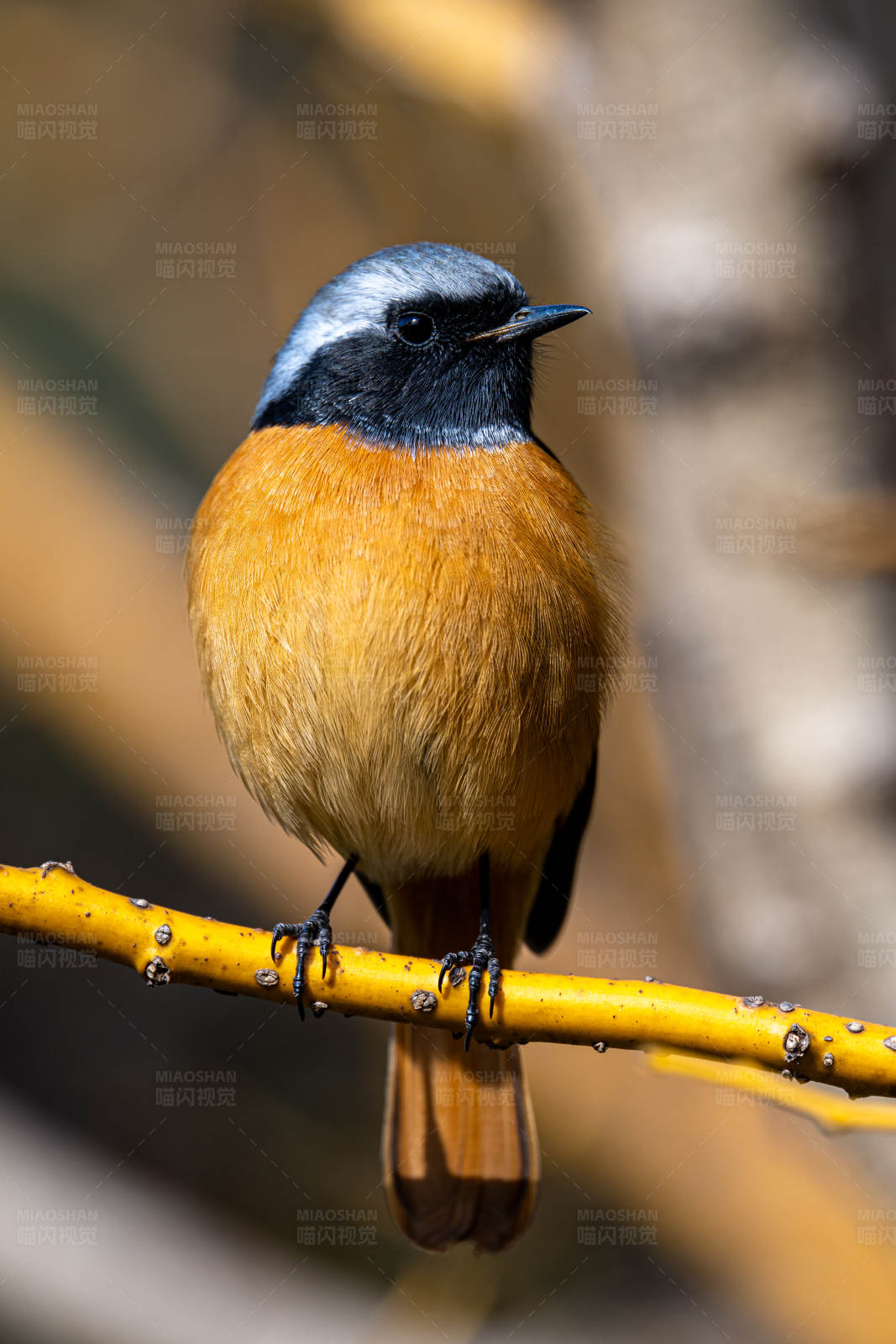 橙腹小鸟栖枝头图片