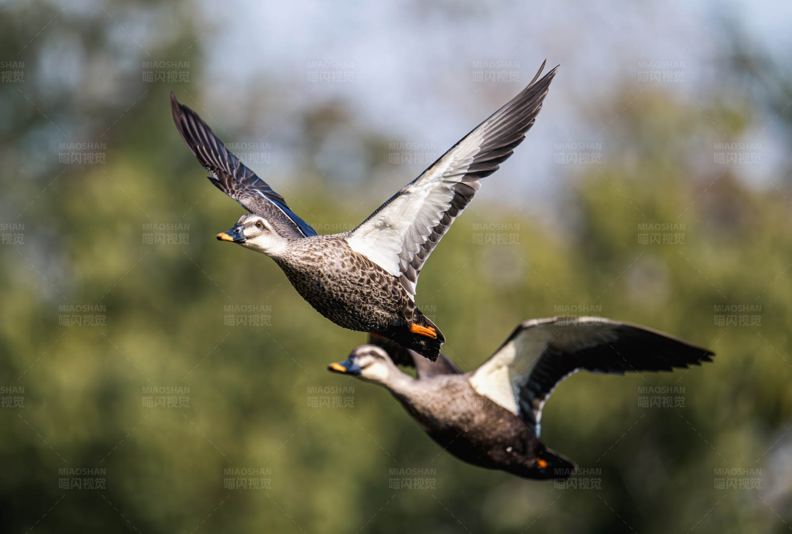 飞翔的鸭子图片