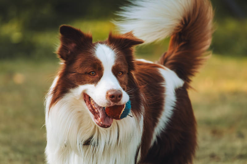 边境牧羊犬的微笑图片