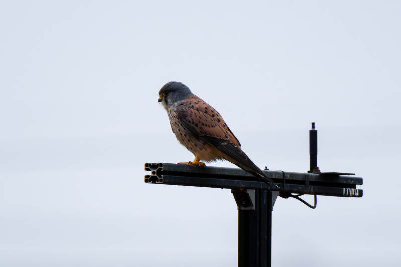 栖息的红隼图片