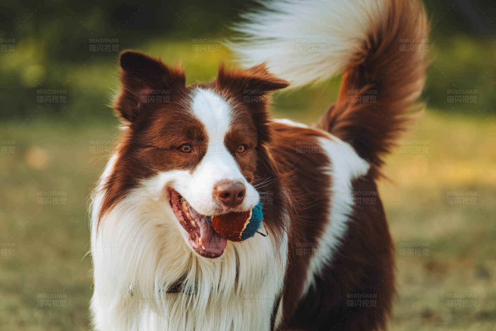 边境牧羊犬的微笑图片