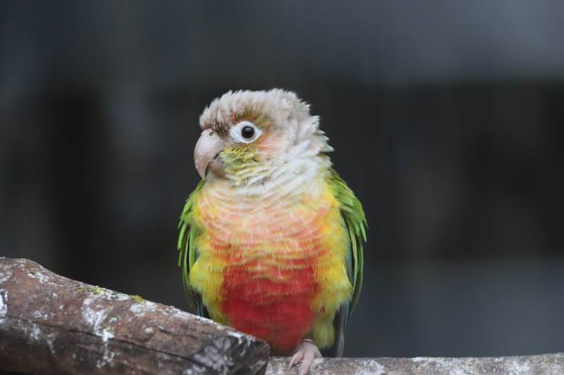 彩色鹦鹉栖息枝头图片