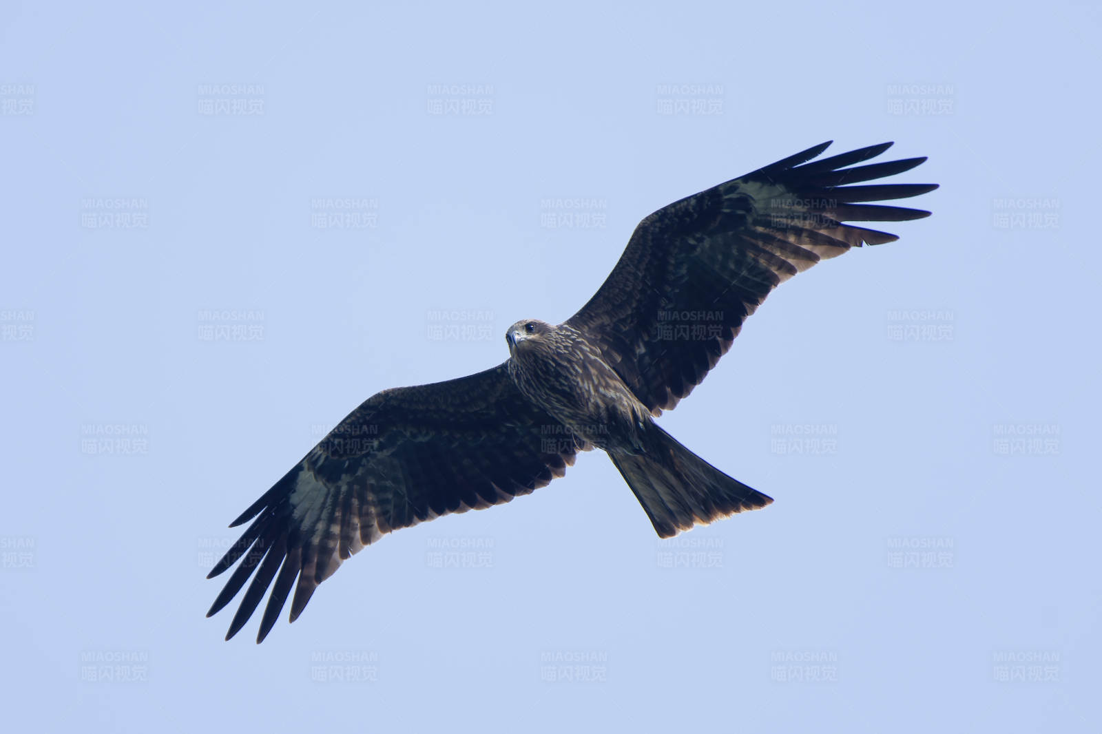 翱翔蓝天的雄鹰图片