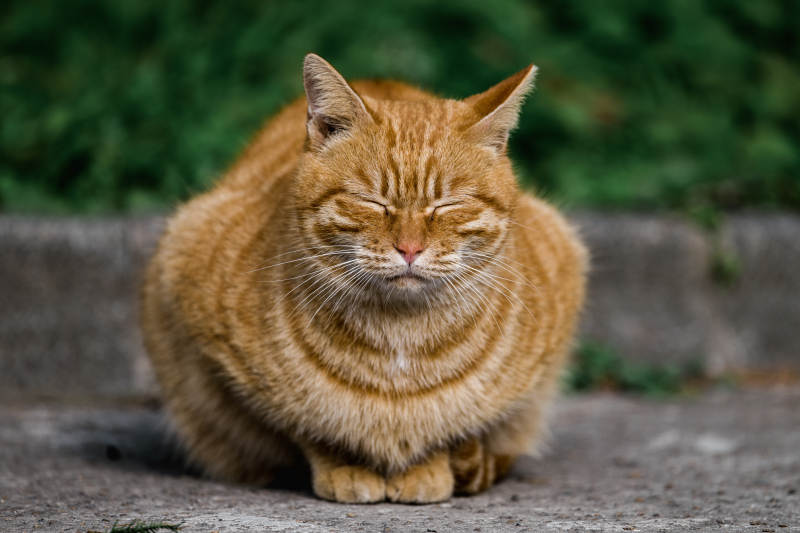 眯眼的橘猫图片