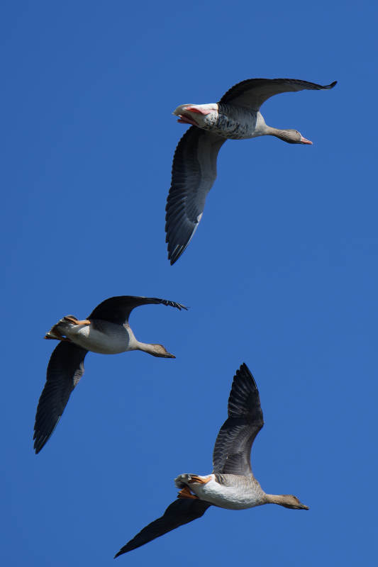 三只大雁在蓝天飞翔图片