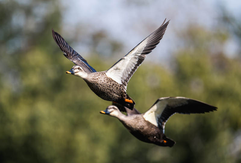 飞翔的鸭子图片
