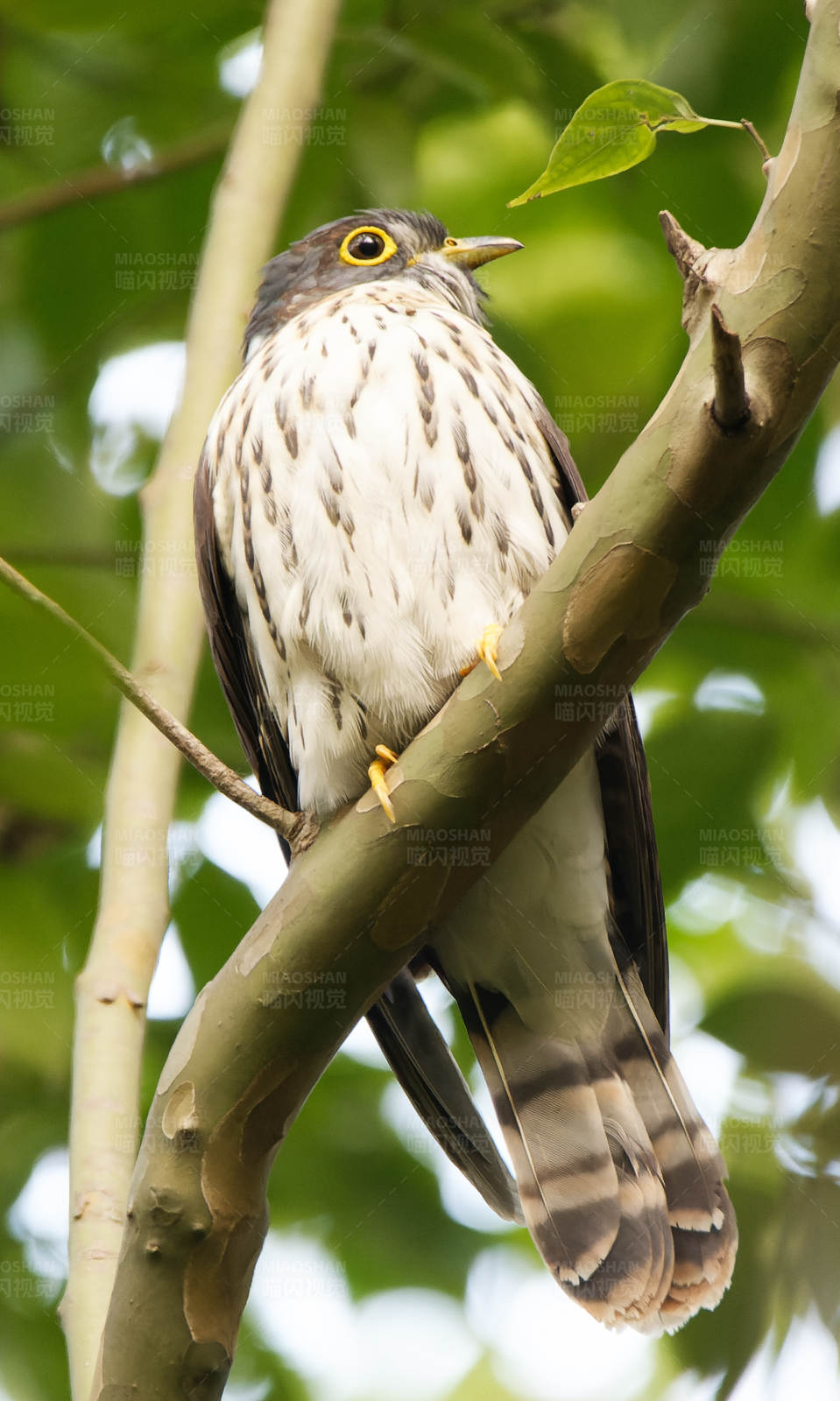 斑驳羽毛的北棕腹鹰鹃图片