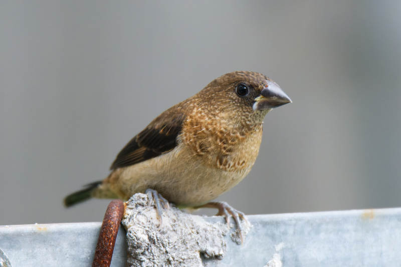 小鸟栖息在树枝上图片