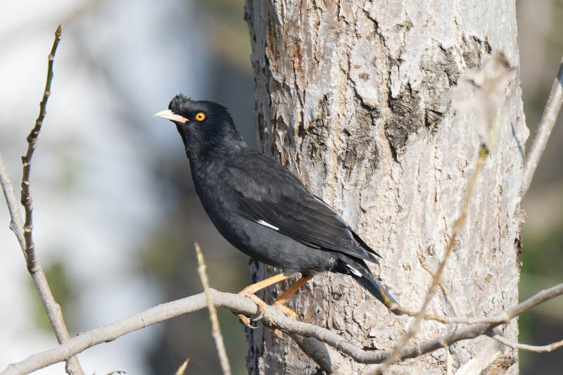 八哥栖息于树干旁图片