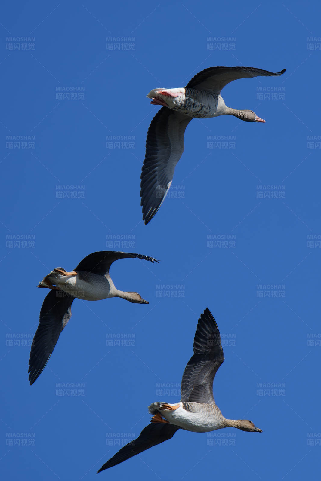 三只大雁在蓝天飞翔图片