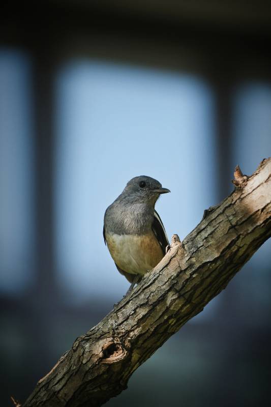 小鸟栖息在树枝上图片