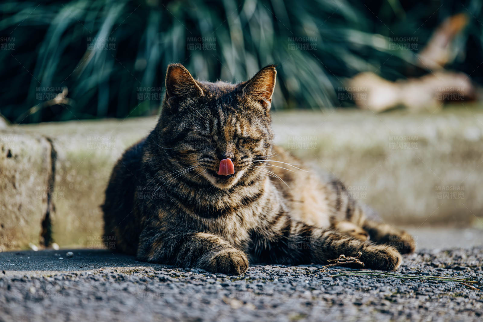 猫咪晒太阳图片