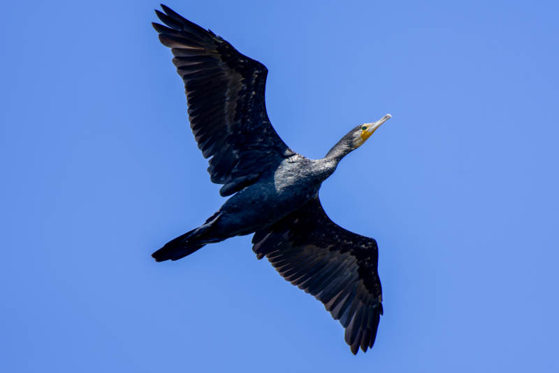 飞翔的鸬鹚图片