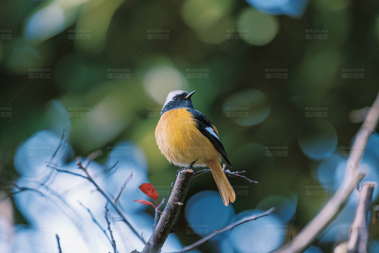 黄腹小鸟栖枝头图片