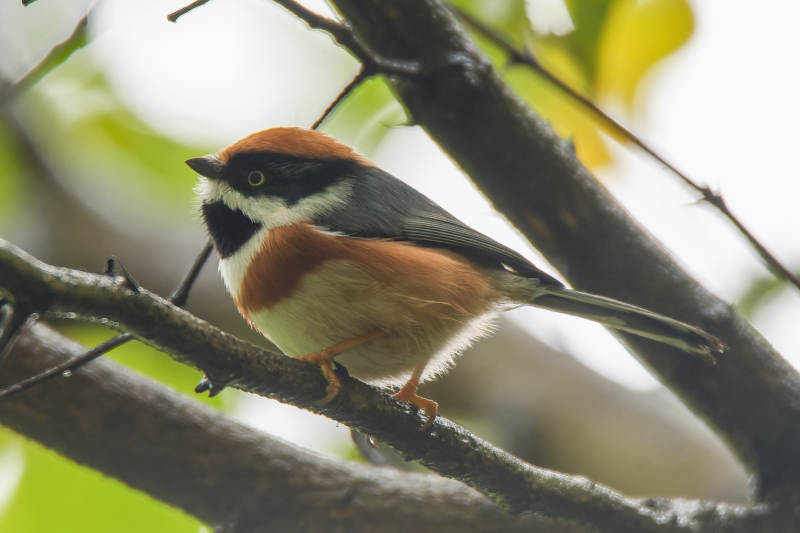 秋日林间的小鸟图片