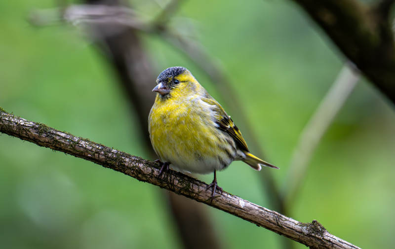 黄雀栖息枝头图片