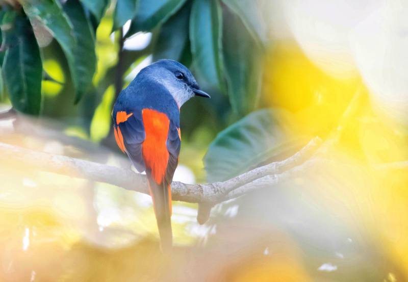 蓝灰橙鸟栖枝头图片