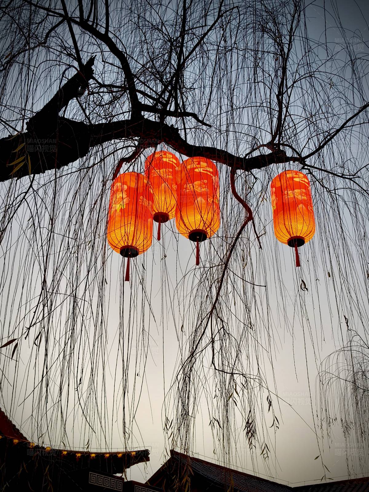 树上悬挂的红灯笼图片