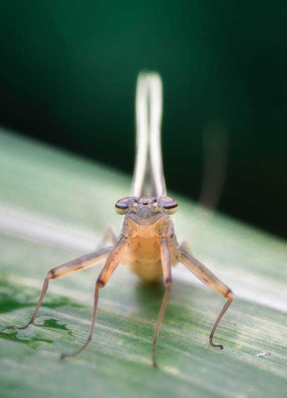 叶子上的小昆虫图片