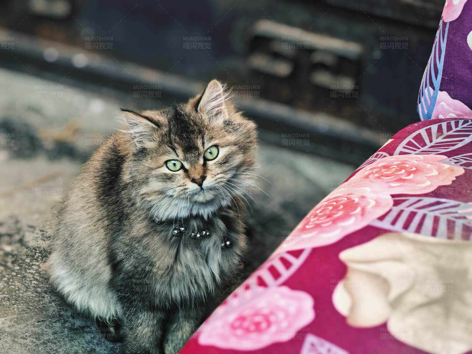 猫咪与花毯图片