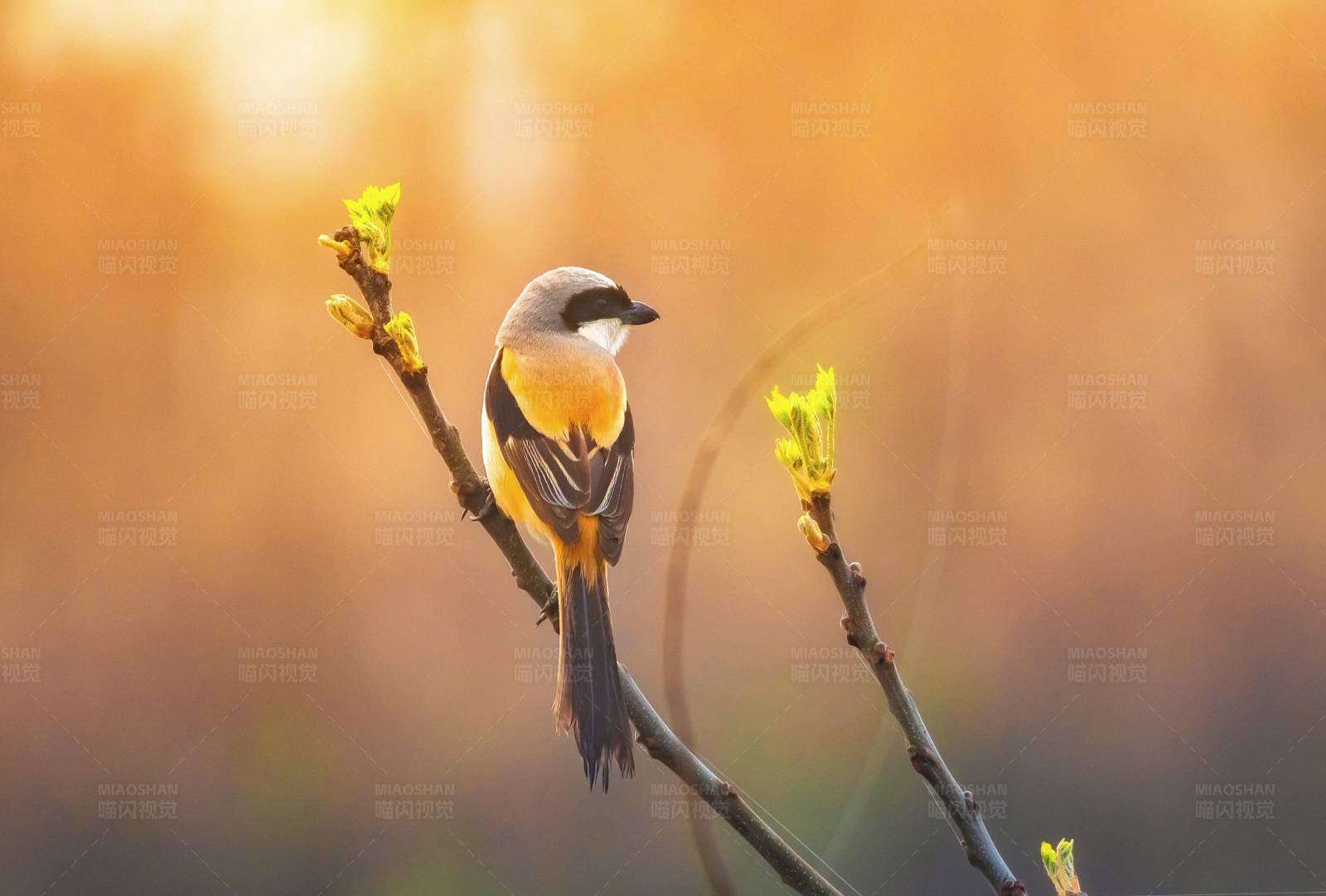 晨光中的小鸟图片