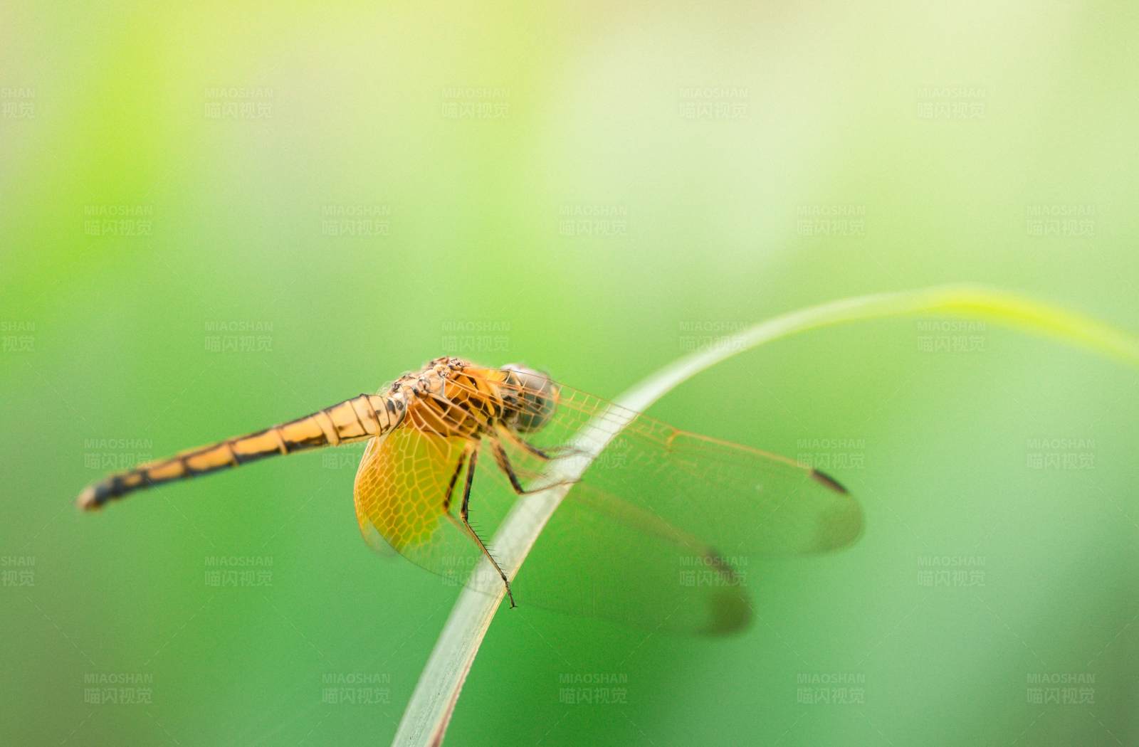 蜻蜓栖息在草叶上图片
