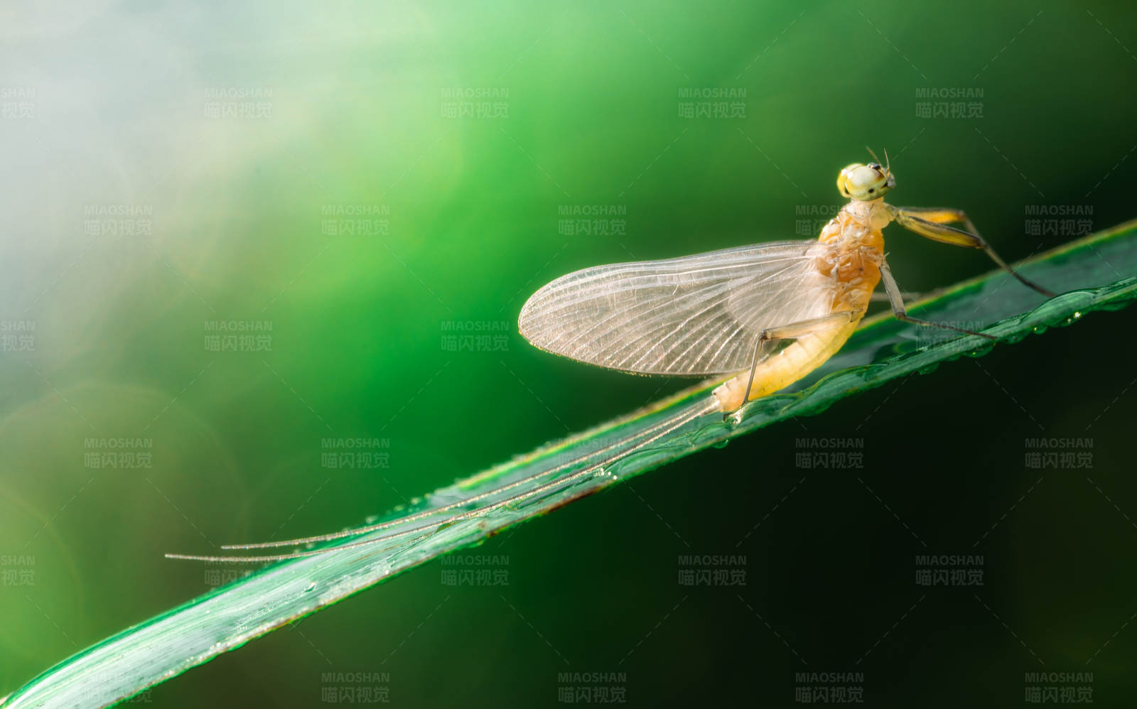 草叶上的透明翅膀昆虫图片