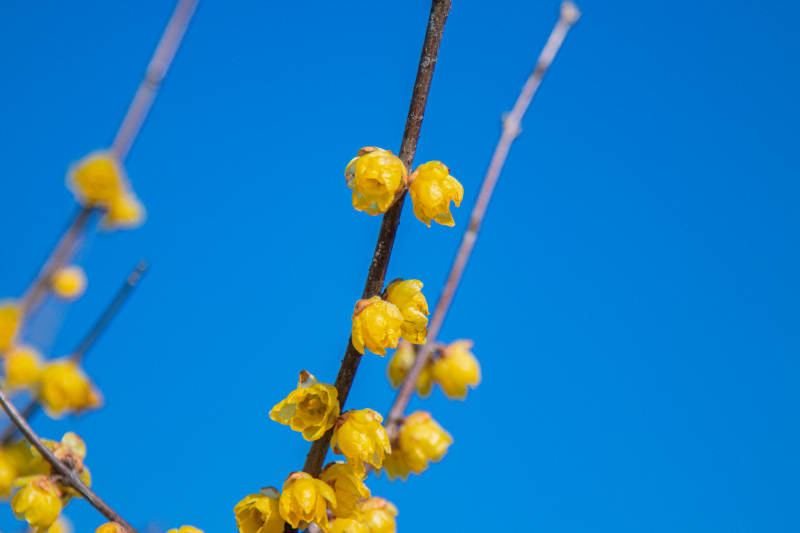 春天的黄色花朵图片