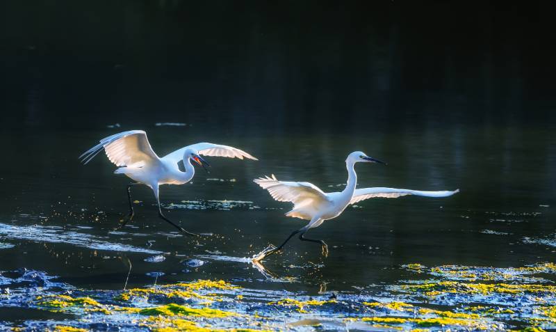 白鹭湖上飞翔图片