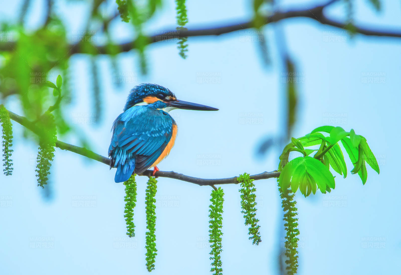 翠鸟栖息在柳树枝上图片