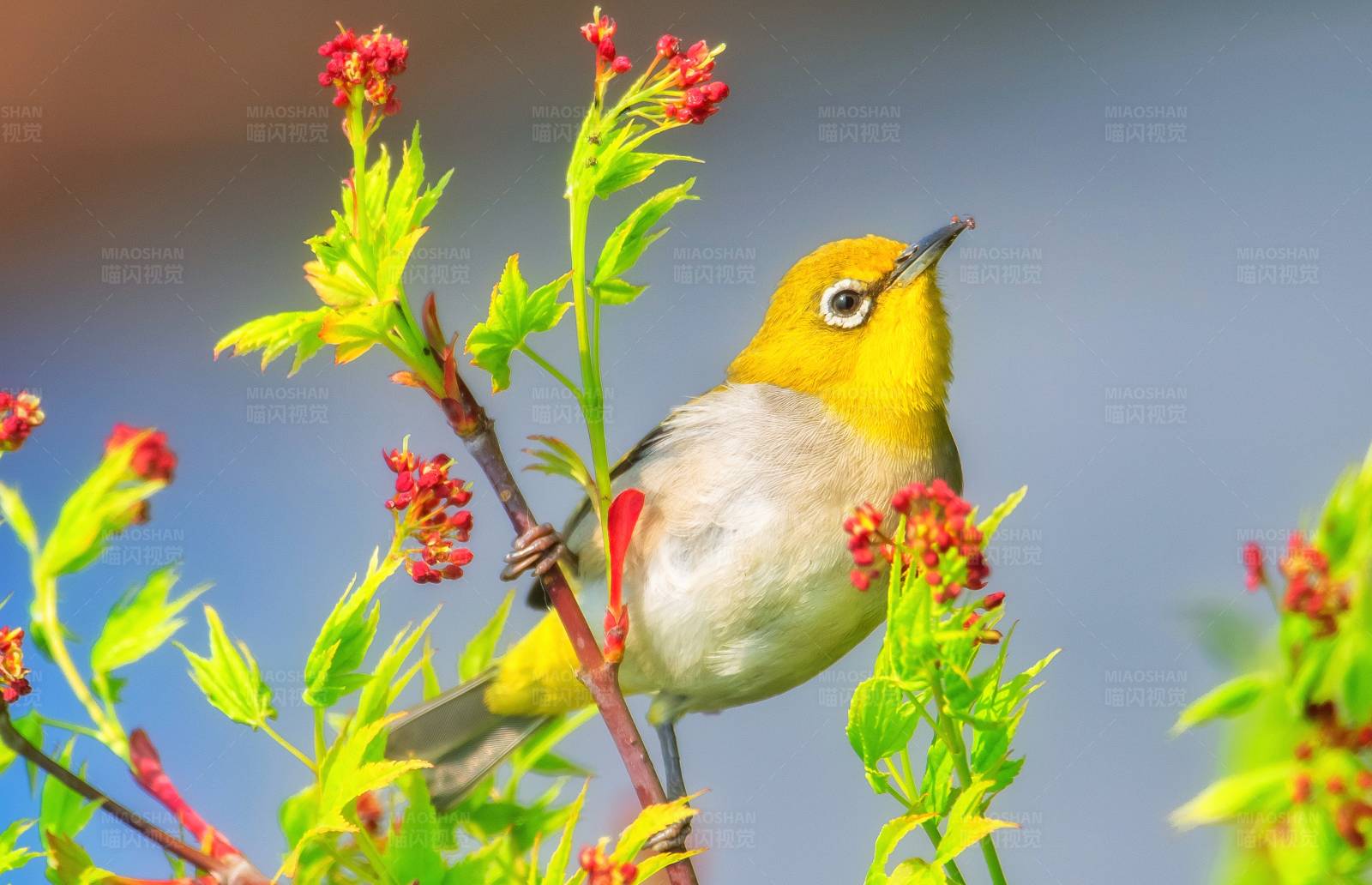 黄莺栖息花间图片