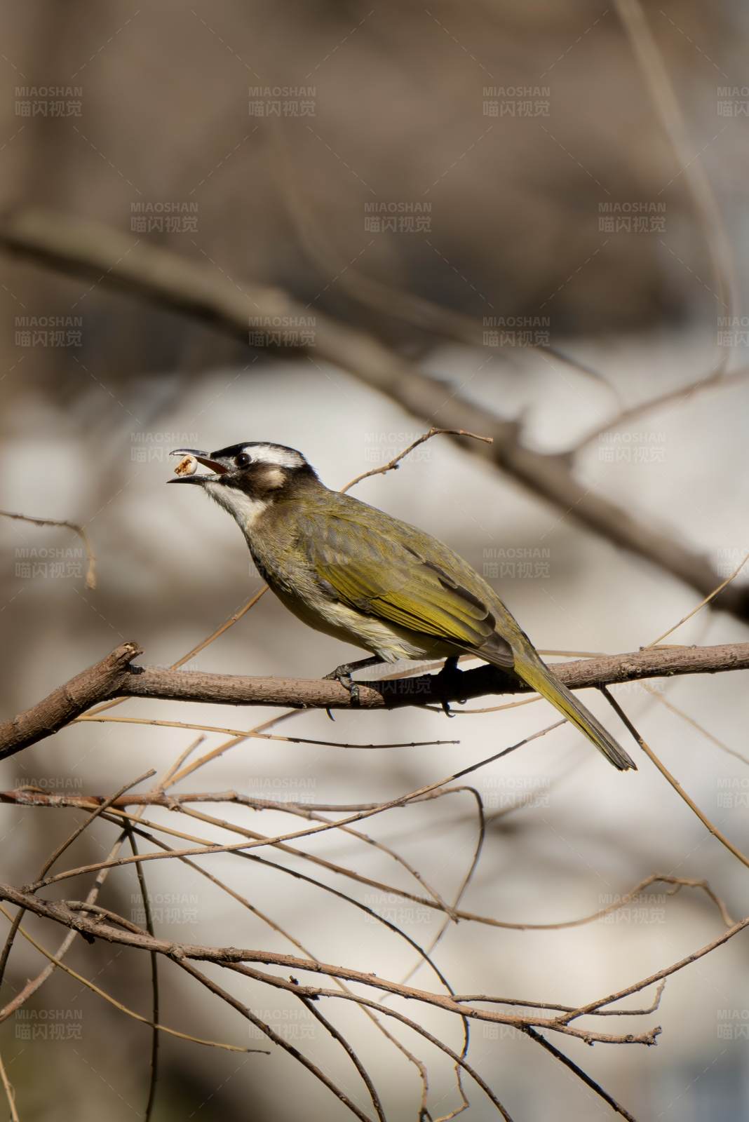 鸟儿栖息在树枝上图片