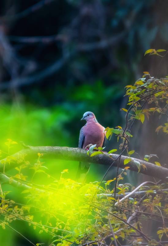 林间静谧 鸟儿栖息图片