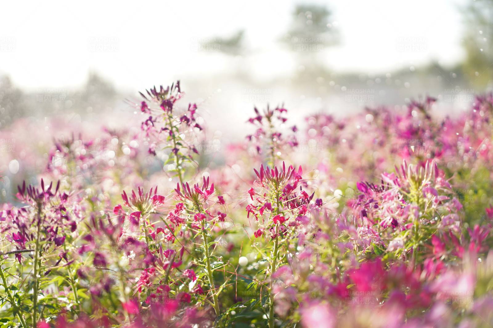 晨曦花海图片