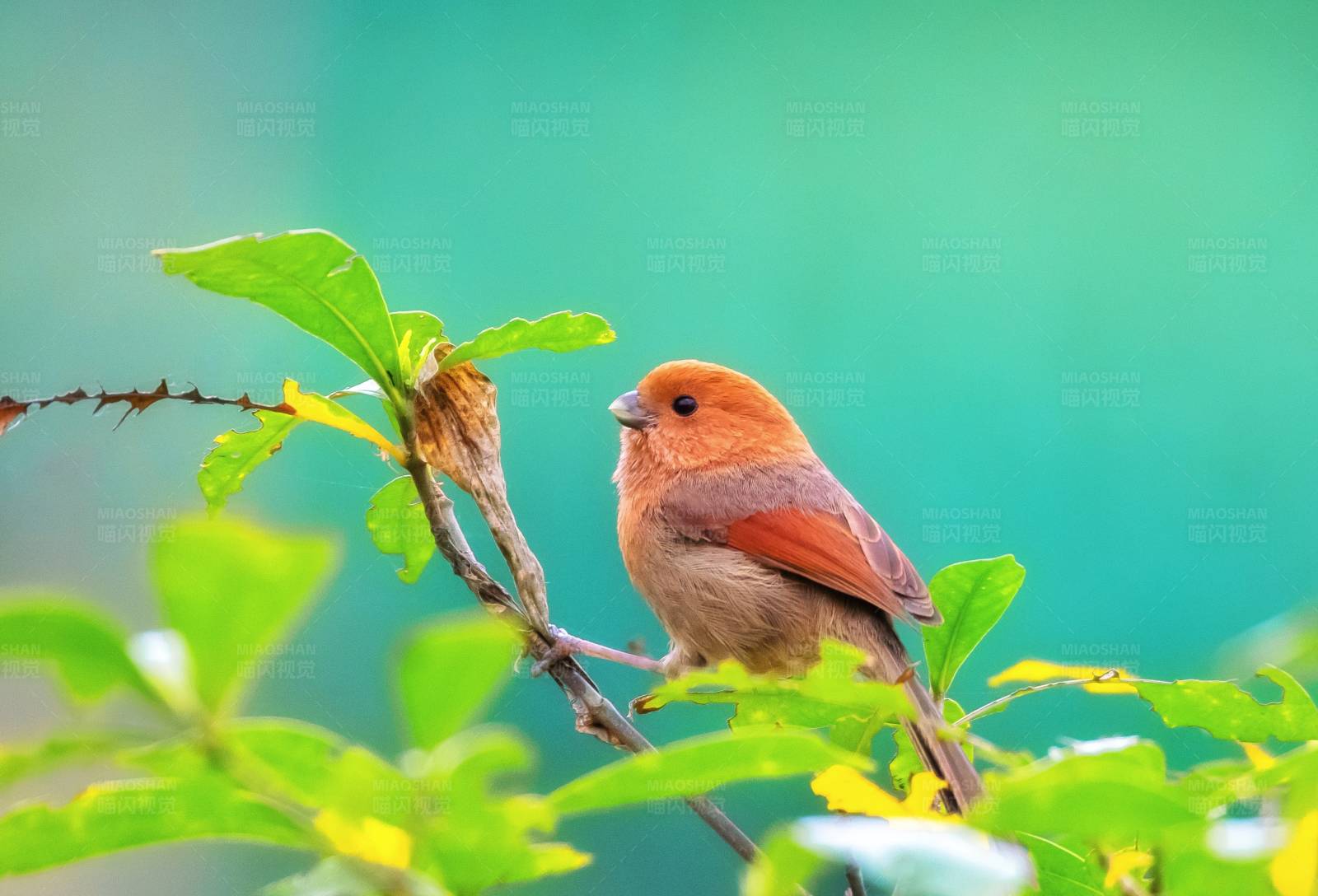 小鸟栖息在绿叶间图片