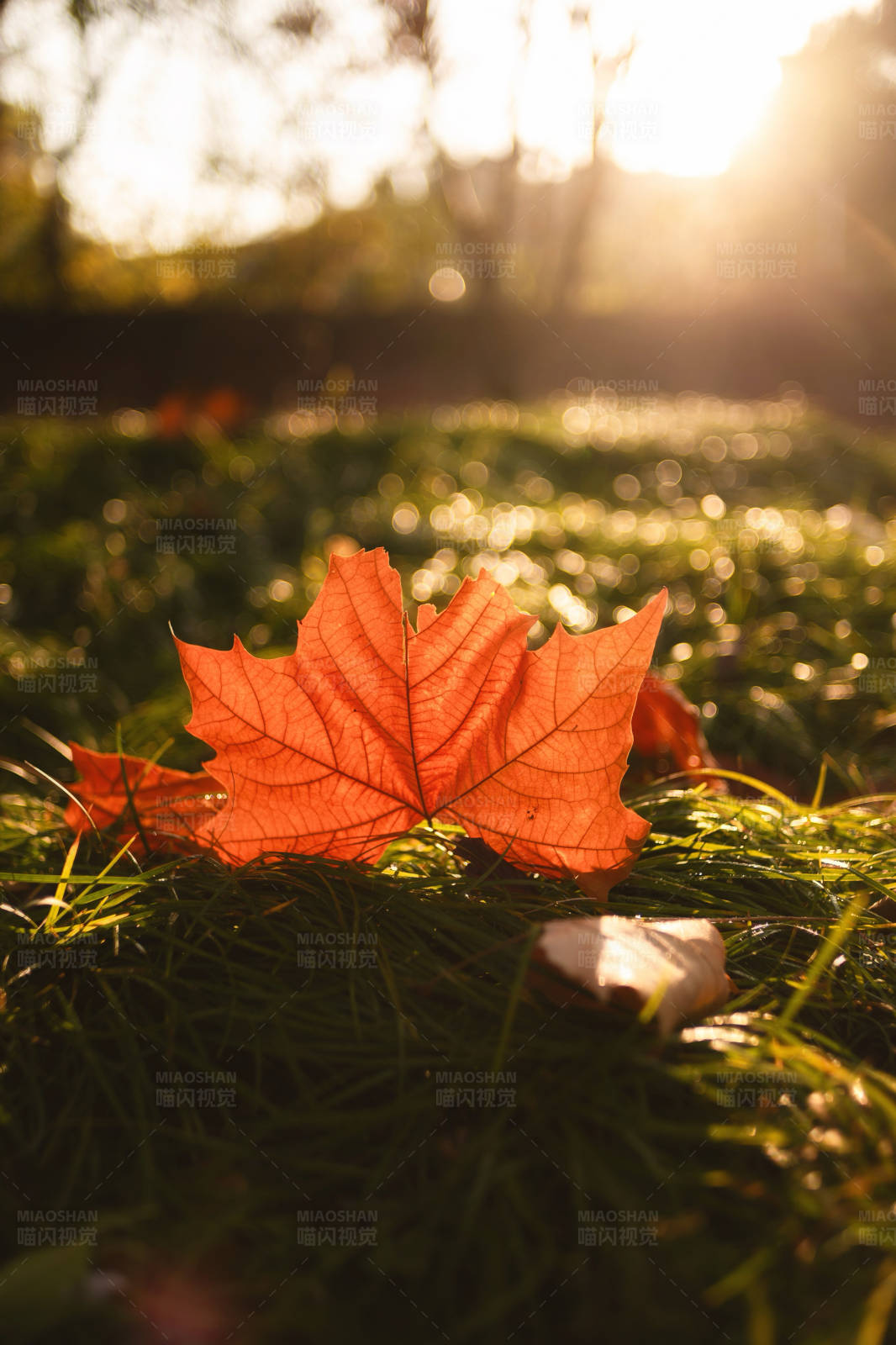 秋日阳光下的枫叶图片