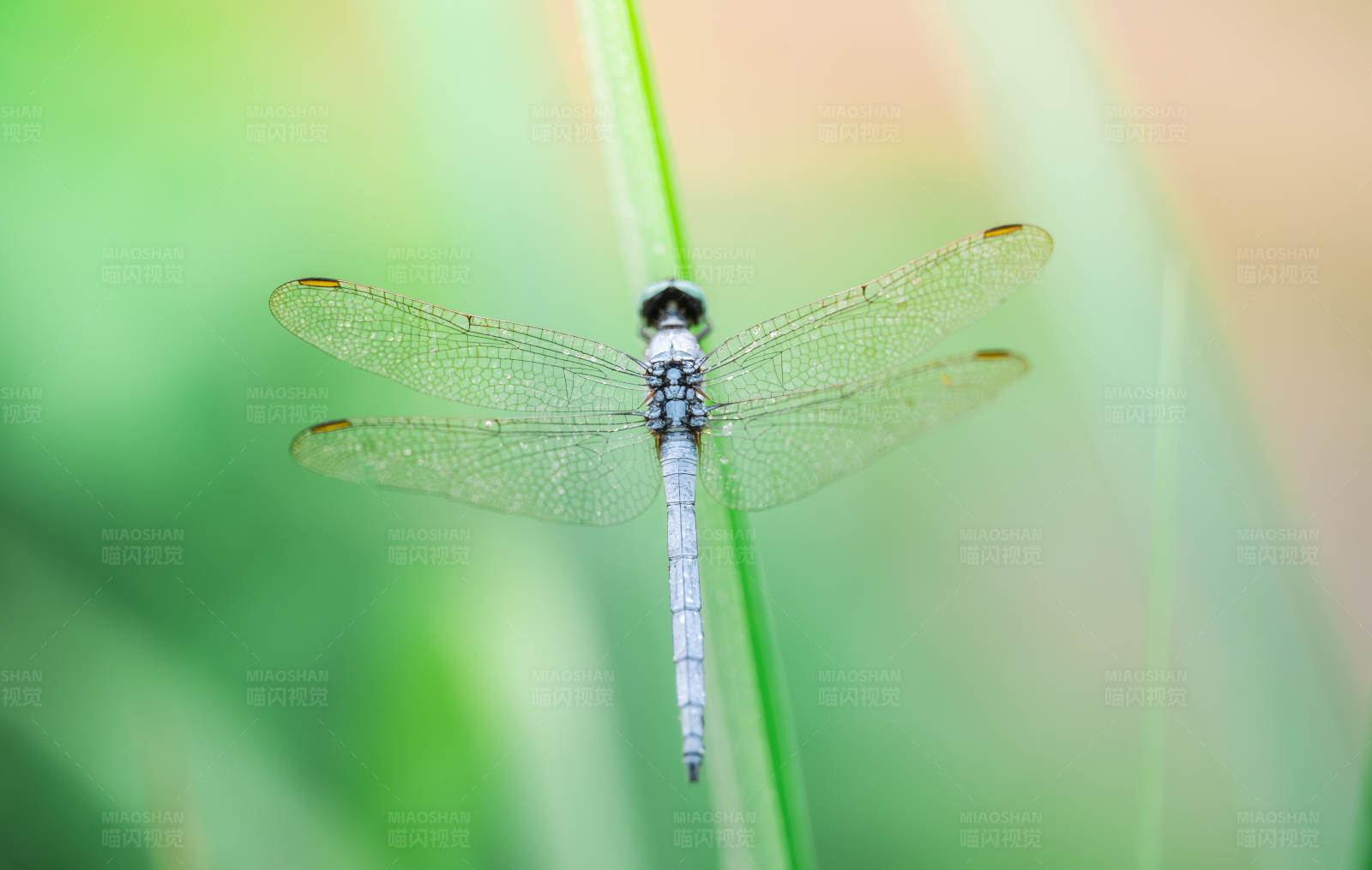 蜻蜓栖息在草叶上图片