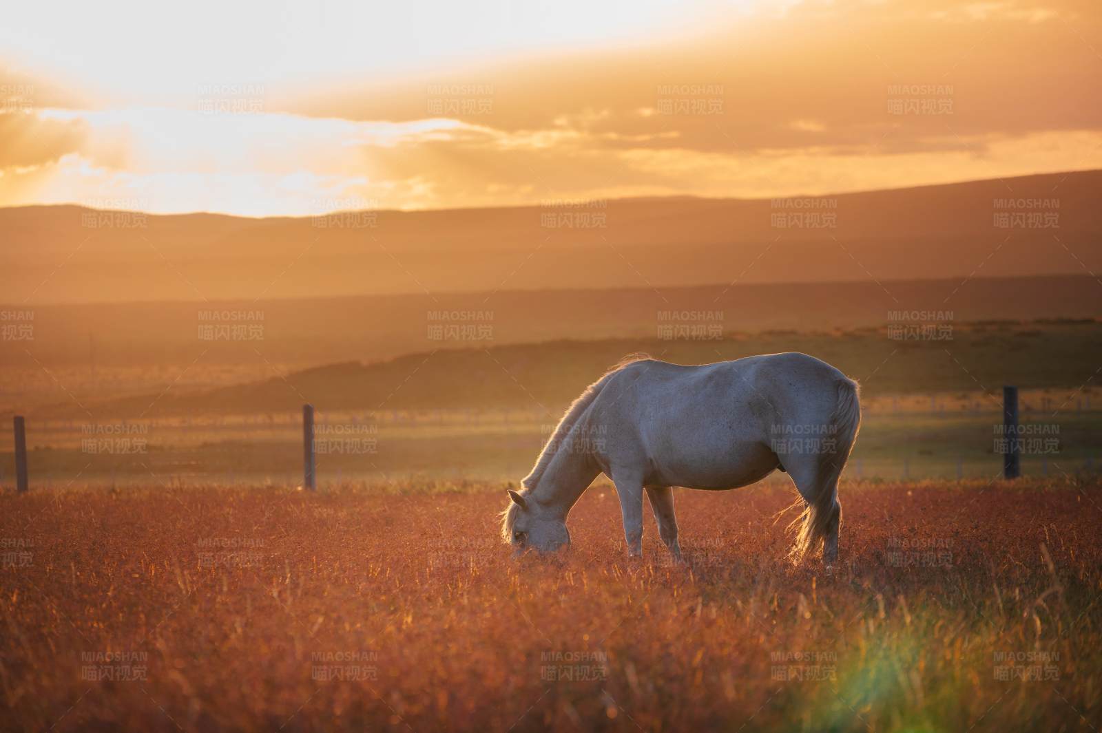 夕阳下的白色骏马图片