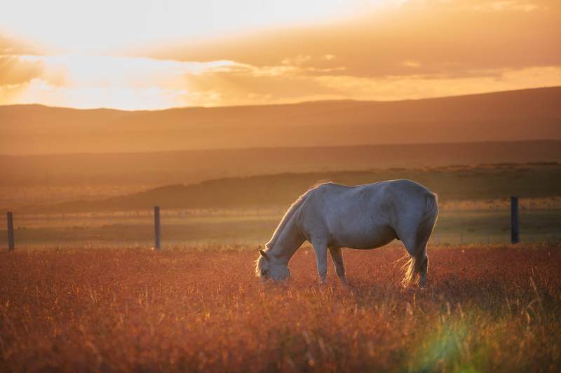 夕阳下的白色骏马