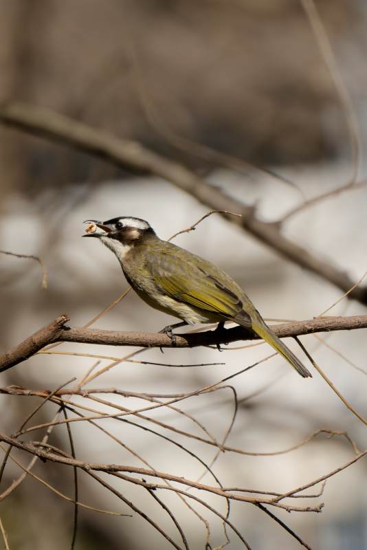 鸟儿栖息在树枝上图片