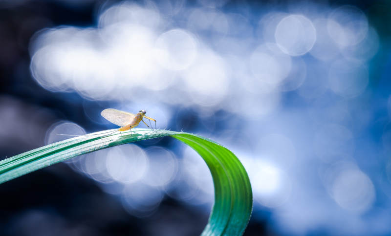 草尖上的蜉蝣图片