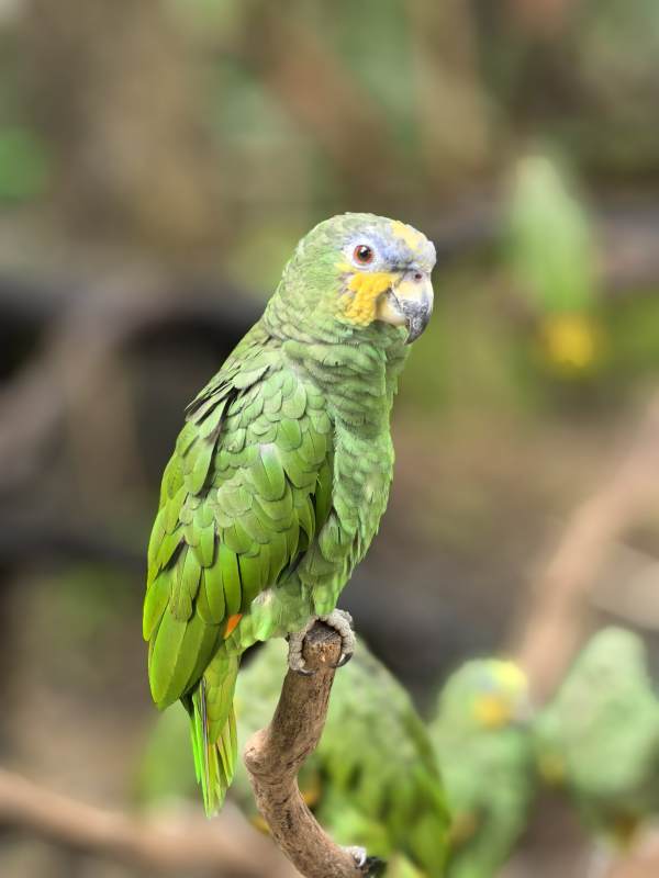 绿鹦鹉栖息树枝上图片